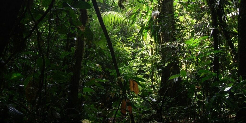 Bosbouw onderzoek Ecuador